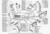 Фото Вставка решетки радиатора ГАЗ 3110 правая (метал)  Газ 31108401192 Газ