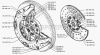 Фото Диск сцепления ведомый ЗИЛ Зил 1301601130 Зил