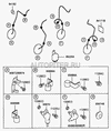 Фото ДАТЧИК ABS ACCENT ЗАДНИЙ ЛЕВЫЙ HYUNDAI Hyundai-Kia 9568125000 Hyundai-Kia